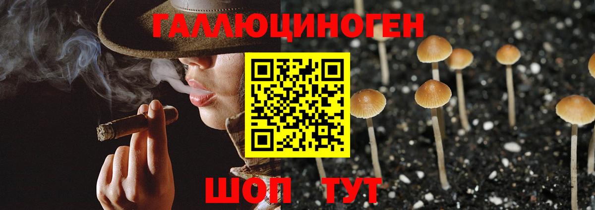 Сибай  Псилоцибиновые грибы Cubensis  Вход с VPN 
